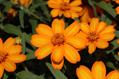 creeping zinnia